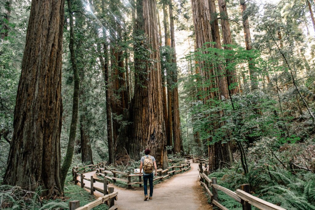 A forest with redwood trees and two paths surrounded by fences. A man in a gray shirt, jeans, and a backpack has his back to the camera. He is in between the two paths.