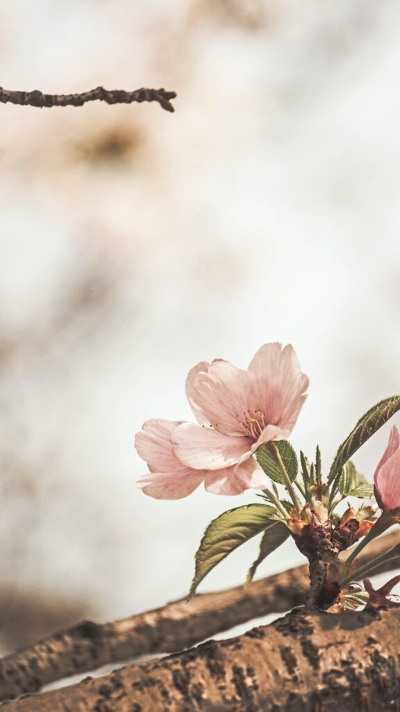 a close up of a flower growing on a tree